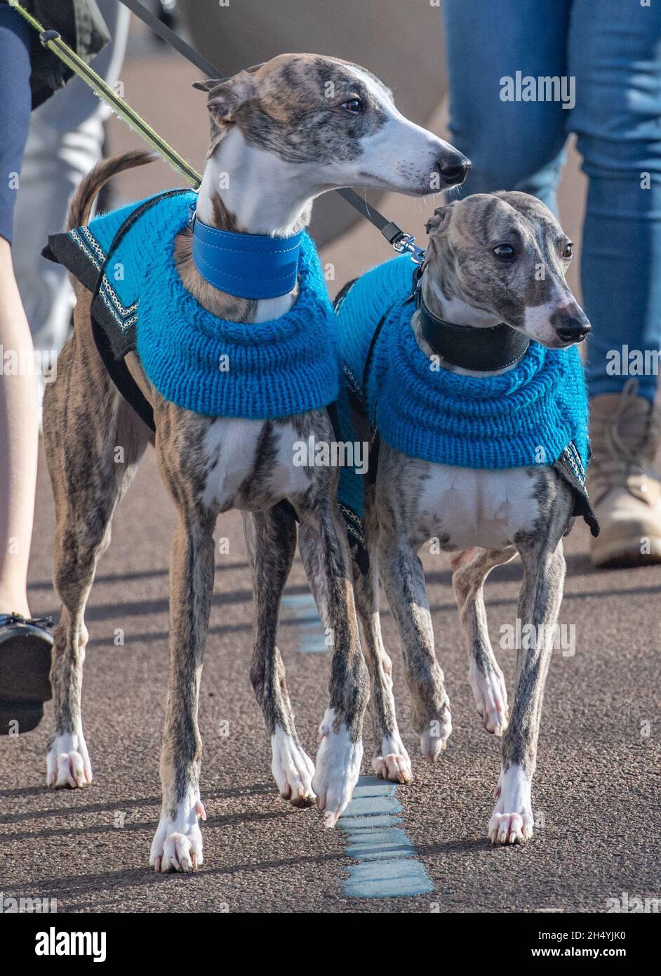 Giorno quattro della mostra di cani da crociera al National Exhibition Centre (NEC) il 08 marzo 2020 a Birmingham, Regno Unito. Data foto: Domenica 08 marzo 2020. Photo credit: Katja Ogrin/EMPICS Entertainment. Foto Stock