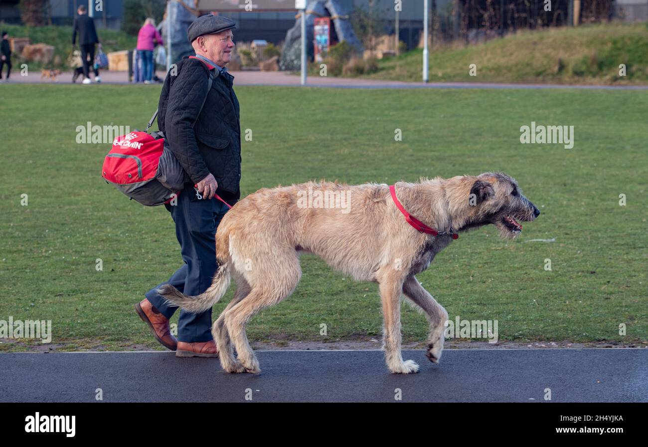 Irish Bloodhounds il quarto giorno della mostra di cani da crociera al National Exhibition Centre (NEC) il 08 marzo 2020 a Birmingham, Regno Unito. Data foto: Domenica 08 marzo 2020. Photo credit: Katja Ogrin/EMPICS Entertainment. Foto Stock