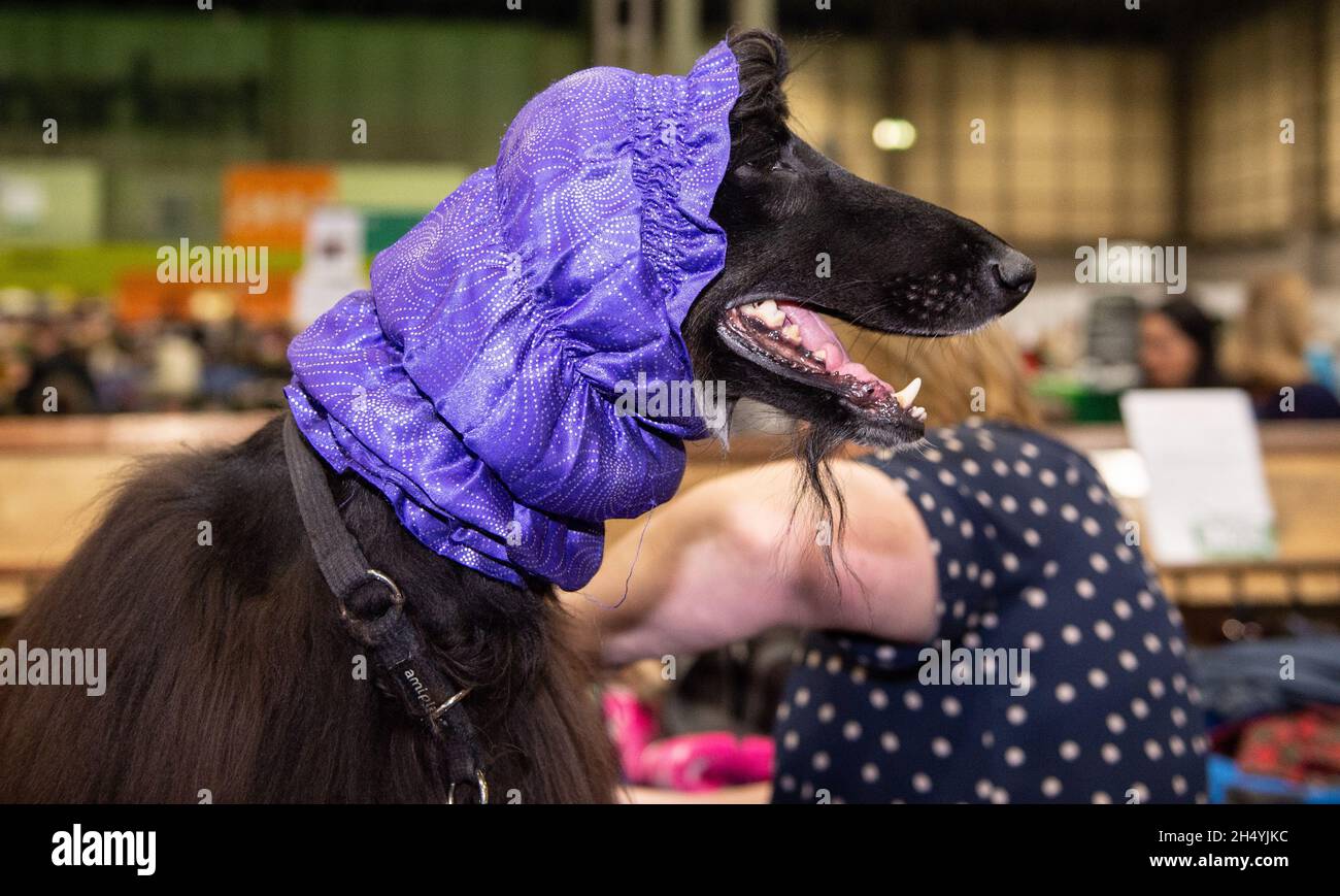 Afghan Hound il giorno quattro della mostra di cani da crociera al National Exhibition Centre (NEC) il 08 marzo 2020 a Birmingham, Regno Unito. Data foto: Domenica 08 marzo 2020. Photo credit: Katja Ogrin/EMPICS Entertainment. Foto Stock