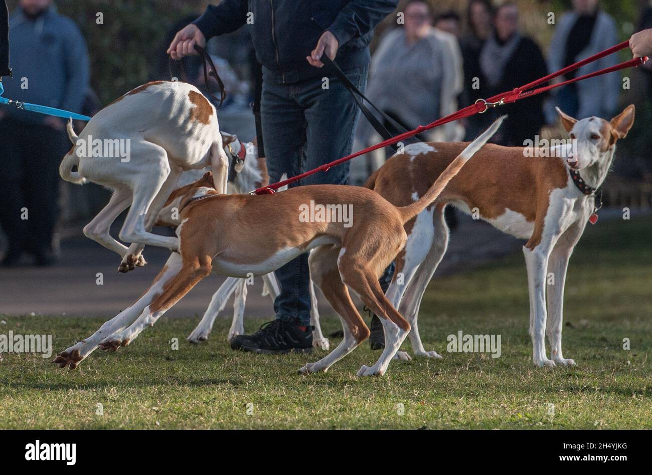 Ibizan Hounds il giorno quattro della mostra di cani da crociera al National Exhibition Centre (NEC) il 08 marzo 2020 a Birmingham, Regno Unito. Data foto: Domenica 08 marzo 2020. Photo credit: Katja Ogrin/EMPICS Entertainment. Foto Stock
