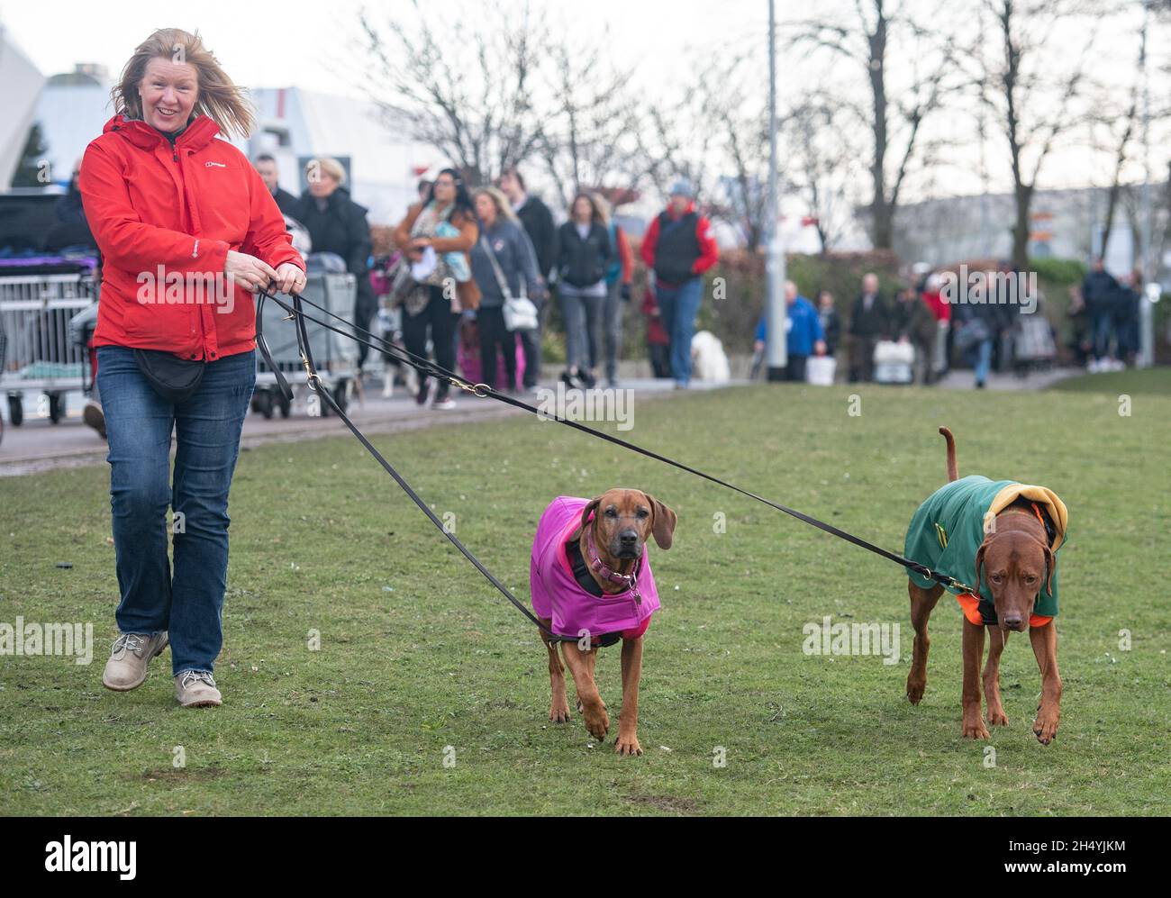 Giorno quattro della mostra di cani da crociera al National Exhibition Centre (NEC) il 08 marzo 2020 a Birmingham, Regno Unito. Data foto: Domenica 08 marzo 2020. Photo credit: Katja Ogrin/EMPICS Entertainment. Foto Stock