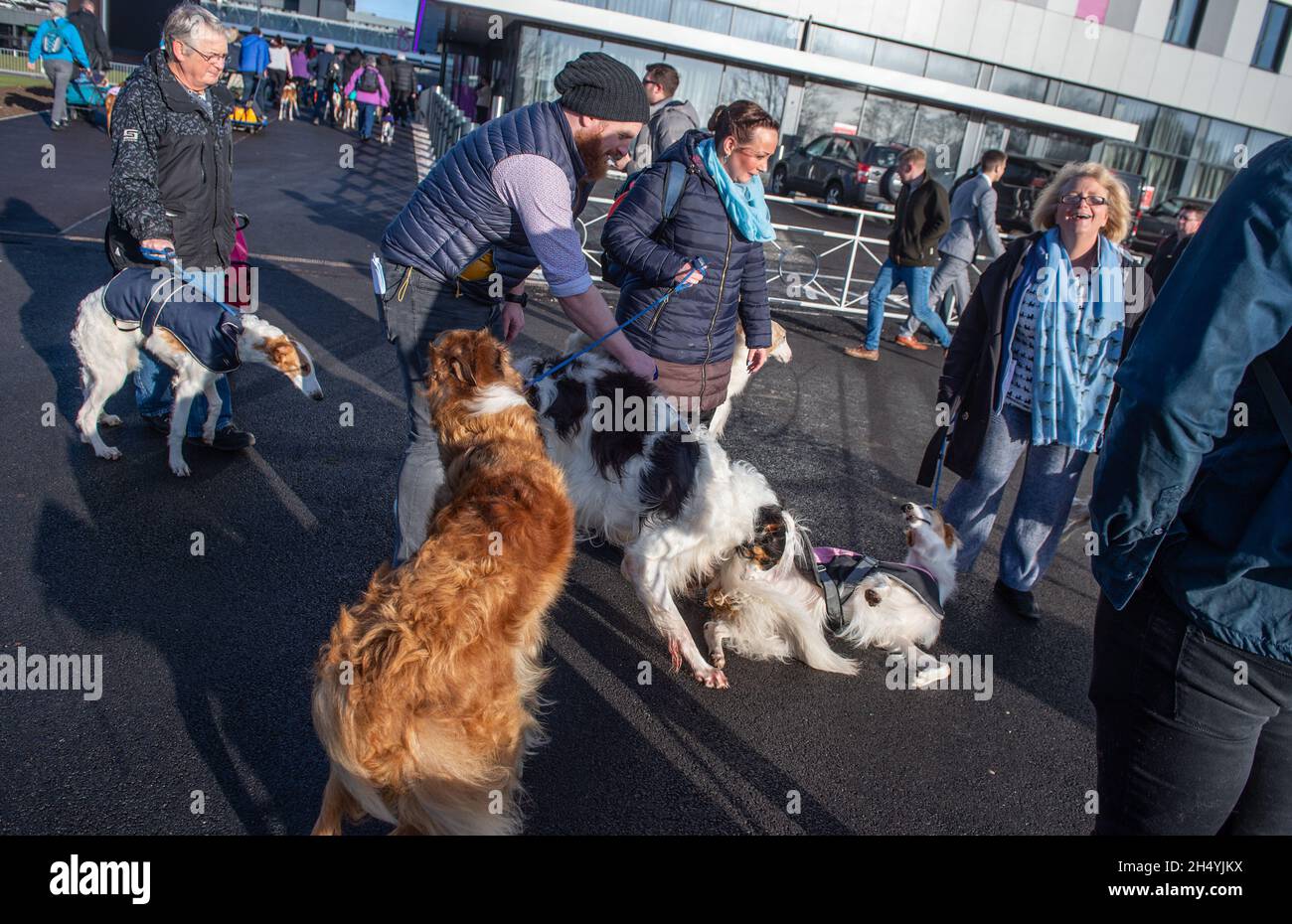 Borzois il quarto giorno della mostra dei cani di Crufts al National Exhibition Centre (NEC) il 08 marzo 2020 a Birmingham, Regno Unito. Data foto: Domenica 08 marzo 2020. Photo credit: Katja Ogrin/EMPICS Entertainment. Foto Stock