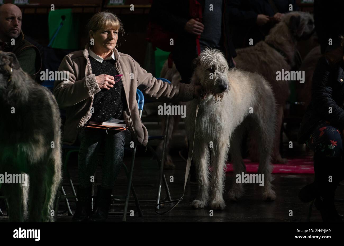 Irish Bloodhounds il quarto giorno della mostra di cani da crociera al National Exhibition Centre (NEC) il 08 marzo 2020 a Birmingham, Regno Unito. Data foto: Domenica 08 marzo 2020. Photo credit: Katja Ogrin/EMPICS Entertainment. Foto Stock