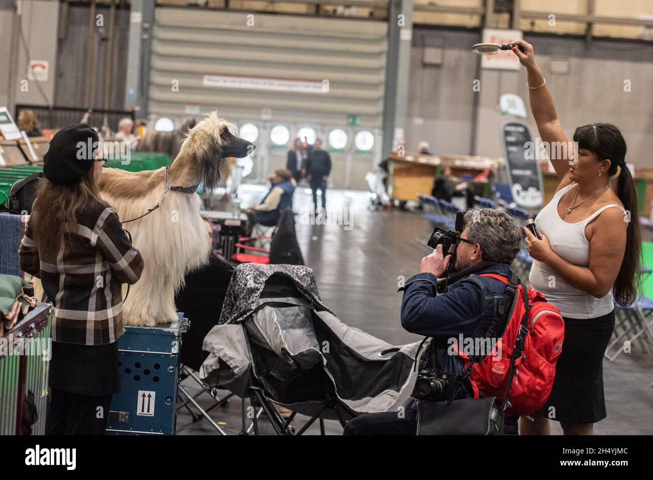 Afghan Hound il giorno quattro della mostra di cani da crociera al National Exhibition Centre (NEC) il 08 marzo 2020 a Birmingham, Regno Unito. Data foto: Domenica 08 marzo 2020. Photo credit: Katja Ogrin/EMPICS Entertainment. Foto Stock