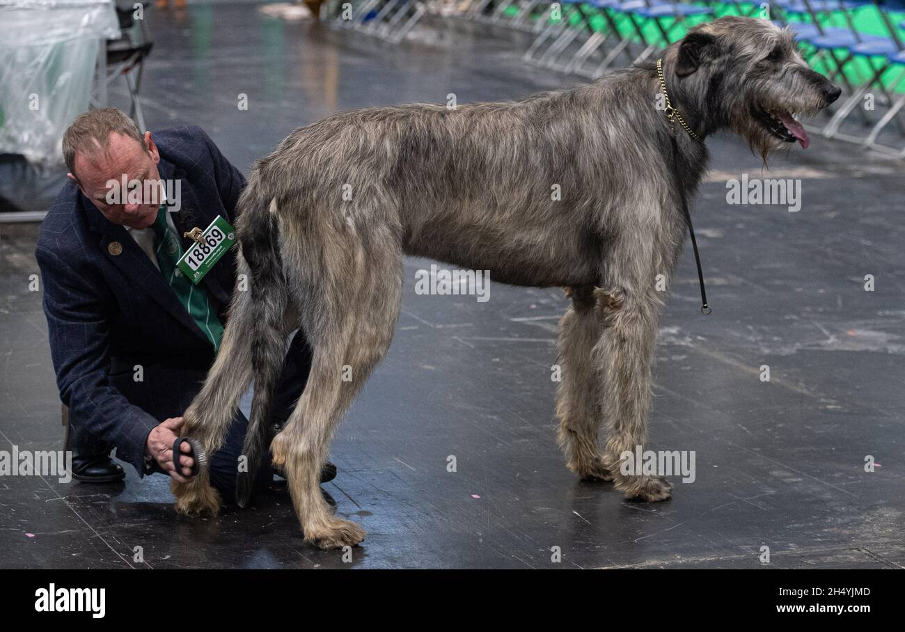 Irish Bloodhounds il quarto giorno della mostra di cani da crociera al National Exhibition Centre (NEC) il 08 marzo 2020 a Birmingham, Regno Unito. Data foto: Domenica 08 marzo 2020. Photo credit: Katja Ogrin/EMPICS Entertainment. Foto Stock