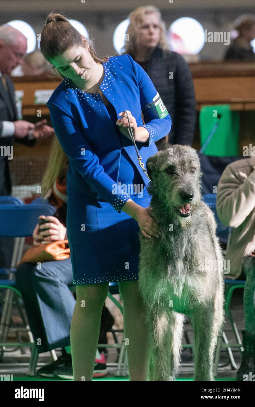 Irish Bloodhounds il quarto giorno della mostra di cani da crociera al National Exhibition Centre (NEC) il 08 marzo 2020 a Birmingham, Regno Unito. Data foto: Domenica 08 marzo 2020. Photo credit: Katja Ogrin/EMPICS Entertainment. Foto Stock