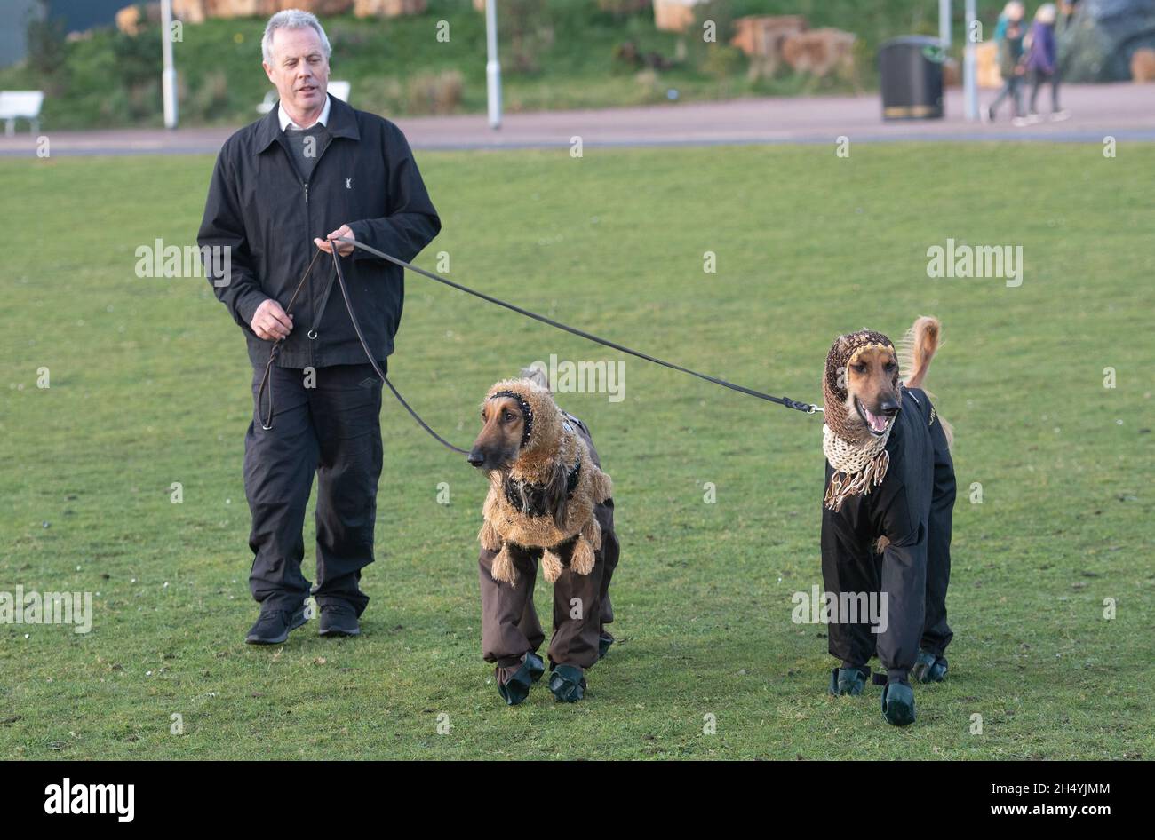 Afghan Hound il giorno quattro della mostra di cani da crociera al National Exhibition Centre (NEC) il 08 marzo 2020 a Birmingham, Regno Unito. Data foto: Domenica 08 marzo 2020. Photo credit: Katja Ogrin/EMPICS Entertainment. Foto Stock