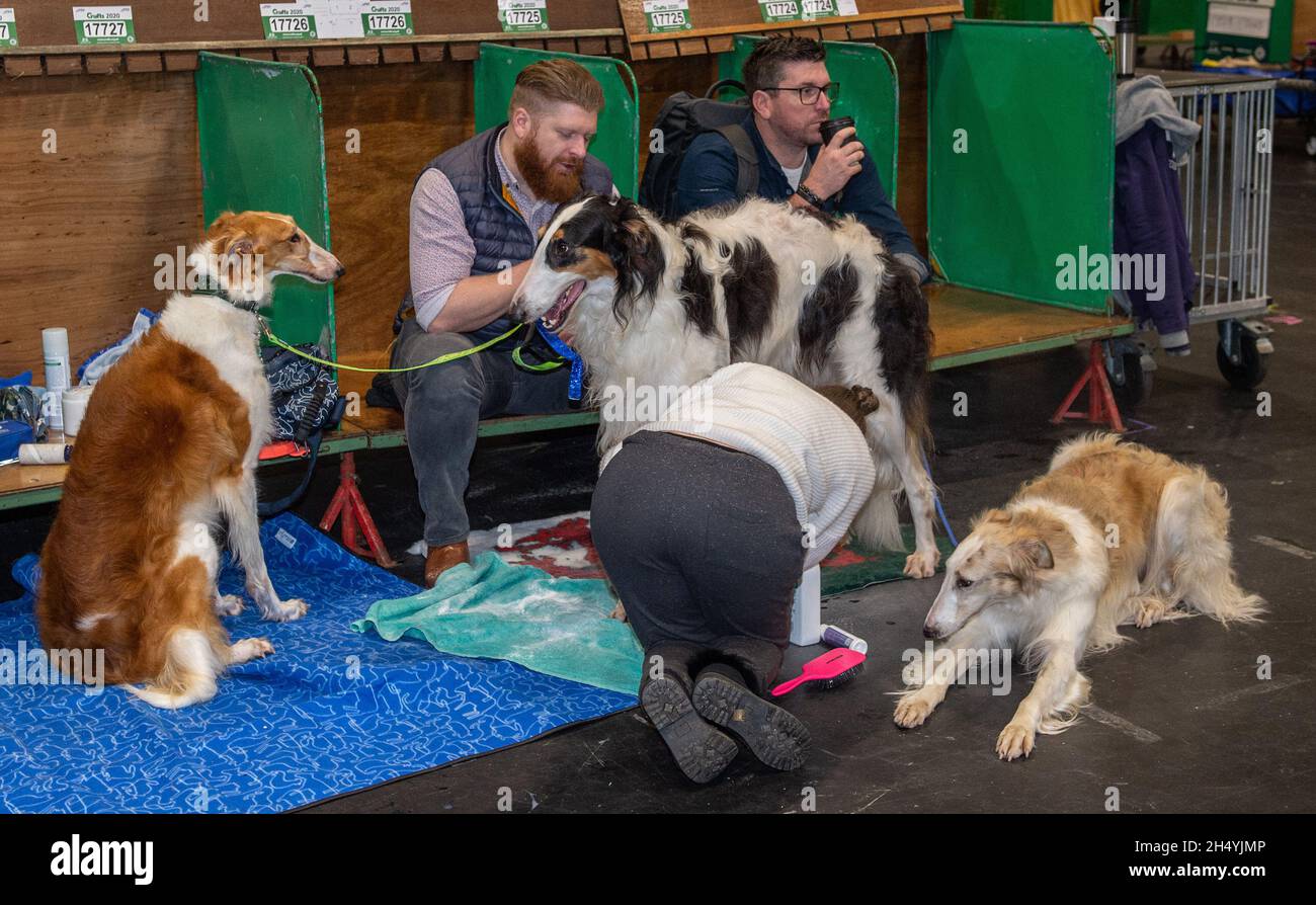 Borzois il quarto giorno della mostra dei cani di Crufts al National Exhibition Centre (NEC) il 08 marzo 2020 a Birmingham, Regno Unito. Data foto: Domenica 08 marzo 2020. Photo credit: Katja Ogrin/EMPICS Entertainment. Foto Stock