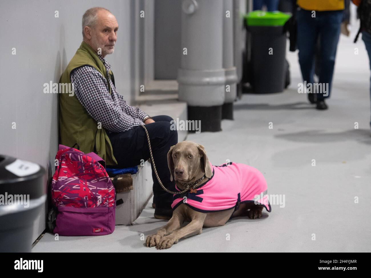 Giorno quattro della mostra di cani da crociera al National Exhibition Centre (NEC) il 08 marzo 2020 a Birmingham, Regno Unito. Data foto: Domenica 08 marzo 2020. Photo credit: Katja Ogrin/EMPICS Entertainment. Foto Stock