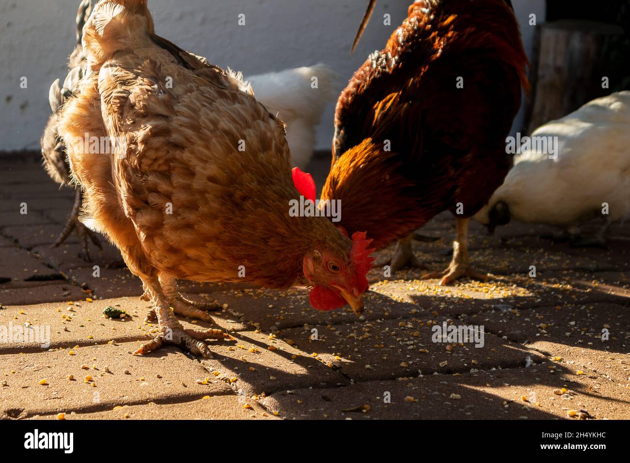 polli che mangiano con la luce del tramonto. Foto Stock