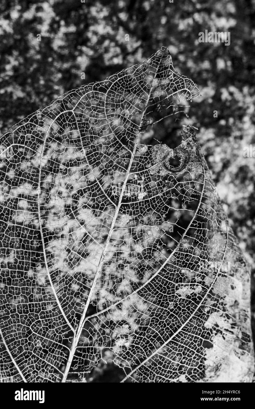 Foglie asciutte con motivo di texture Foto Stock