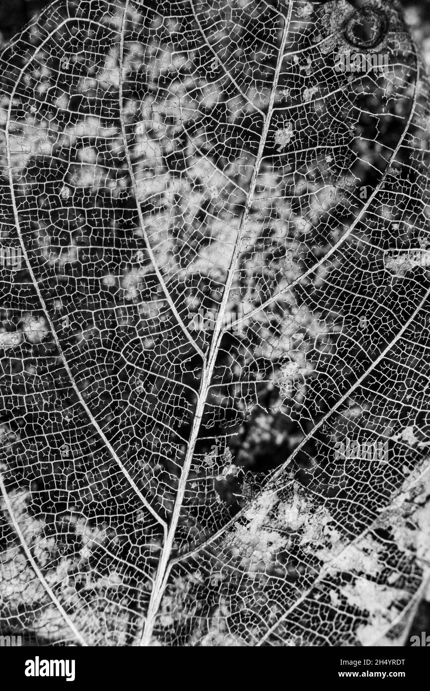 Foglie asciutte con motivo di texture Foto Stock