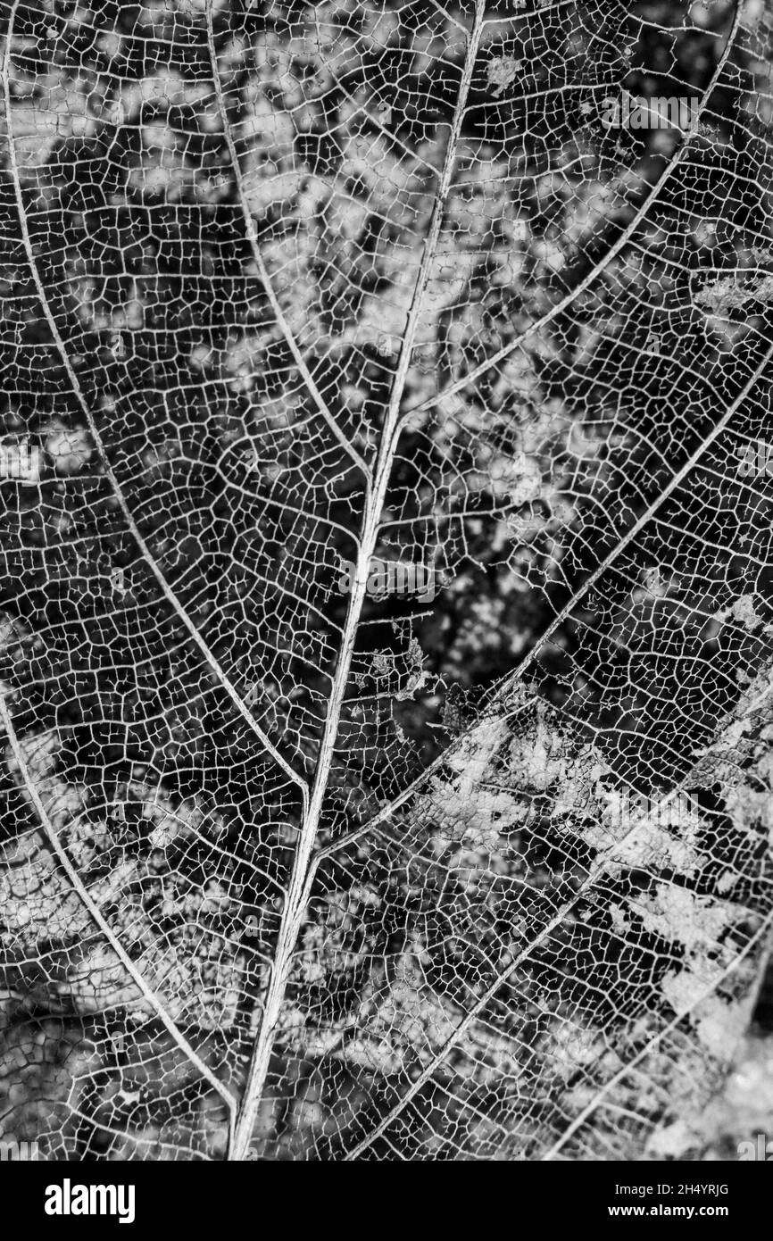 Foglie asciutte con motivo di texture Foto Stock