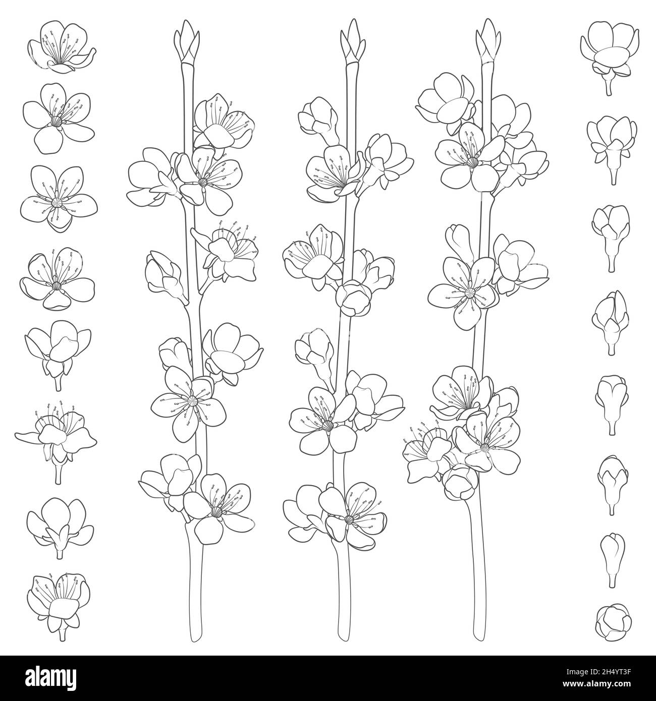 Set di immagini in bianco e nero con rami primaverili in fiore. Oggetti vettoriali isolati su sfondo bianco. Illustrazione Vettoriale
