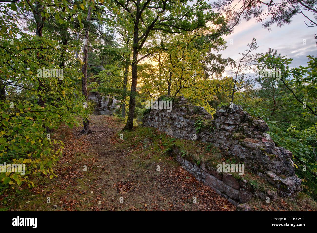 FRANCIA, BAS-RHIN (67), PARCO NATURALE DEI VOSGI DEL NORD, DAMBACH, CASTELLO DI HOHENFELS Foto Stock