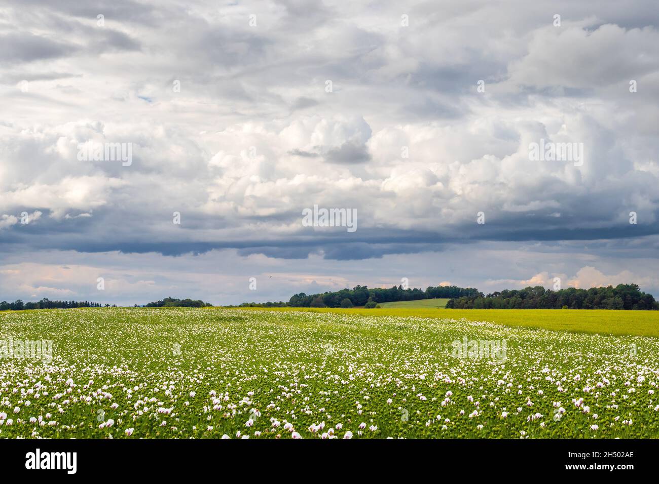 paesaggio con campo di papavero fiorito, cielo nuvoloso Foto Stock