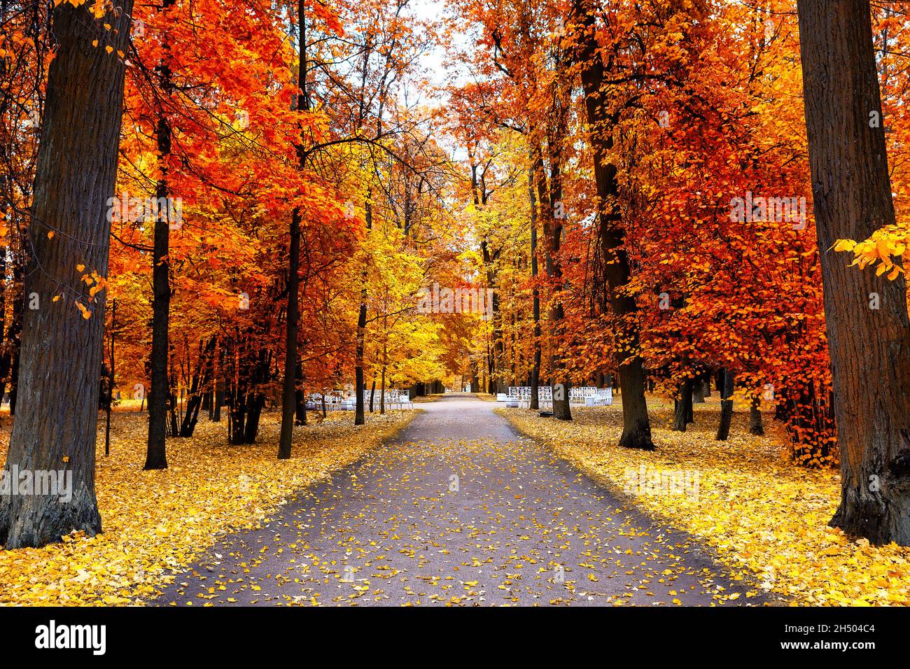 Paesaggio autunnale, bellissimo parco cittadino con foglie gialle cadute. Scenario autunnale con sentiero nella foresta colorata. Foto Stock