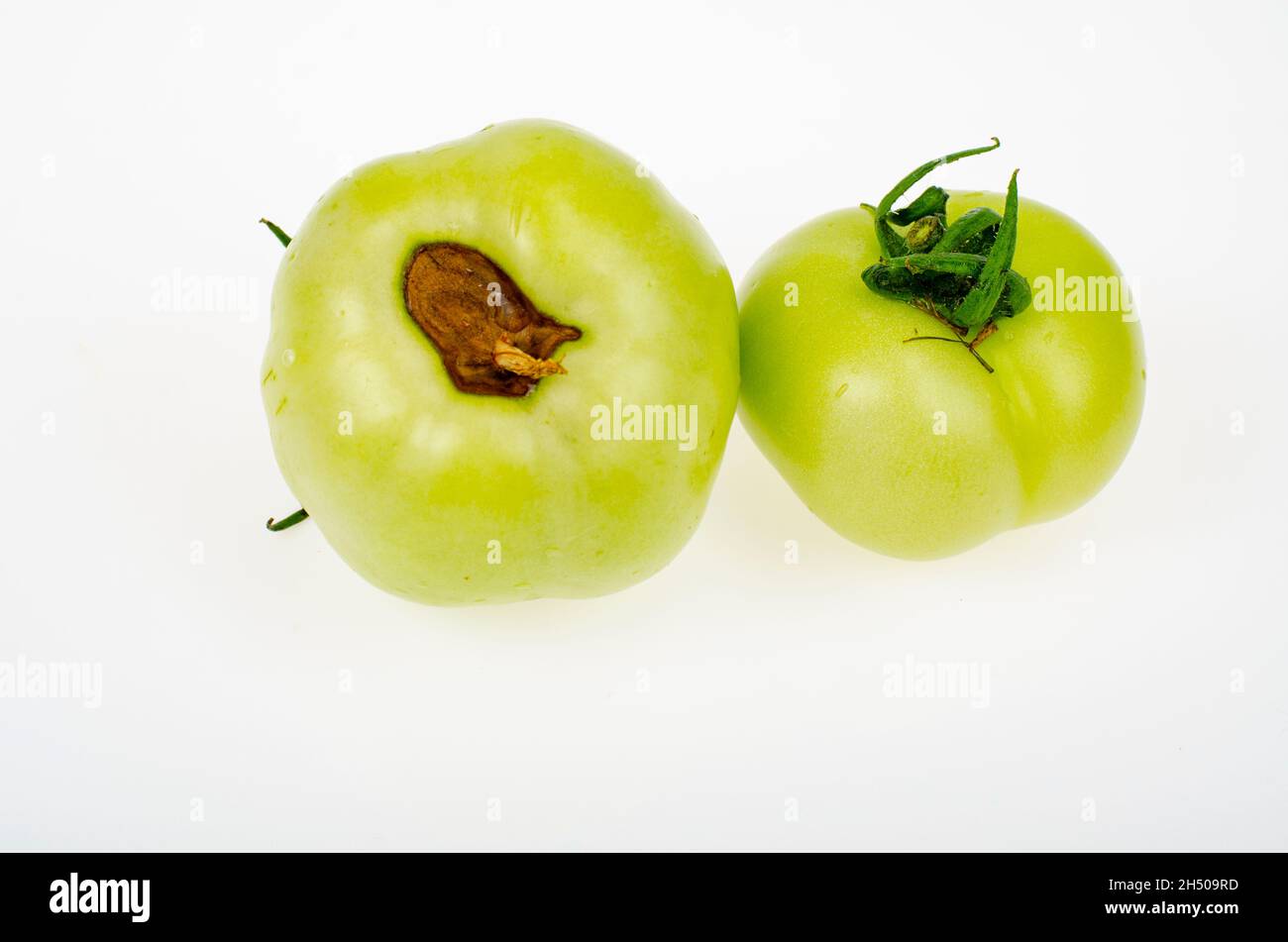 Malattie dei pomodori, marciume superiore su frutta. Foto studio. Foto Stock