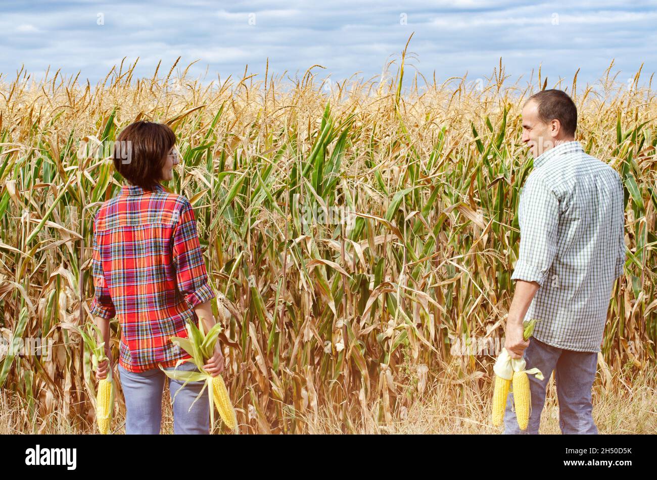 Famiglia contadina caucasica di mezza età di due stand da campo di mais con pannocchie di mais nelle loro mani Foto Stock