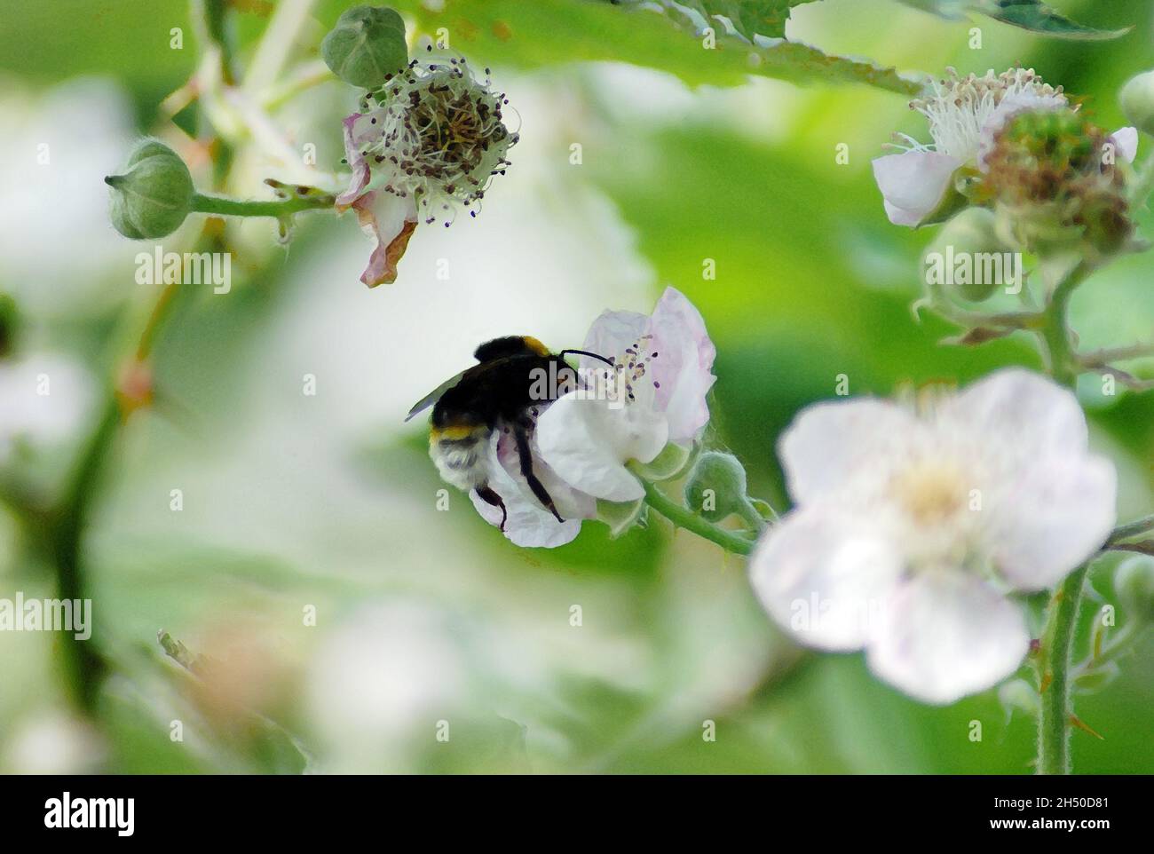 Arte digitale, illustrazione multimediale di un bumblebee (bumble-ape anche bumble) che alimenta raccogliere polline su un cane selvaggio rosa (rosa canina) fiore testa Foto Stock