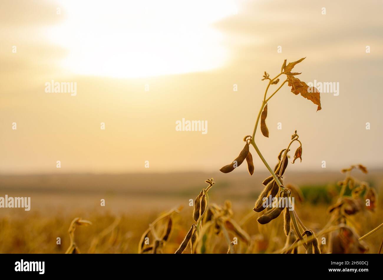 Campo di soia matura con cielo serale sullo sfondo Foto Stock