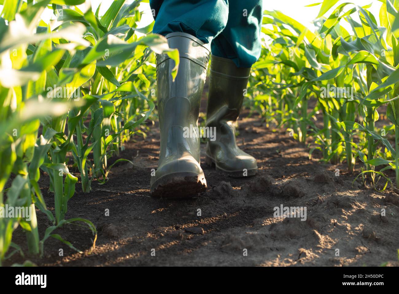 Vista ad angolo basso sui piedi dell'agricoltore in stivali di gomma che camminano sulla telecamera lungo gli stocchi di mais Foto Stock