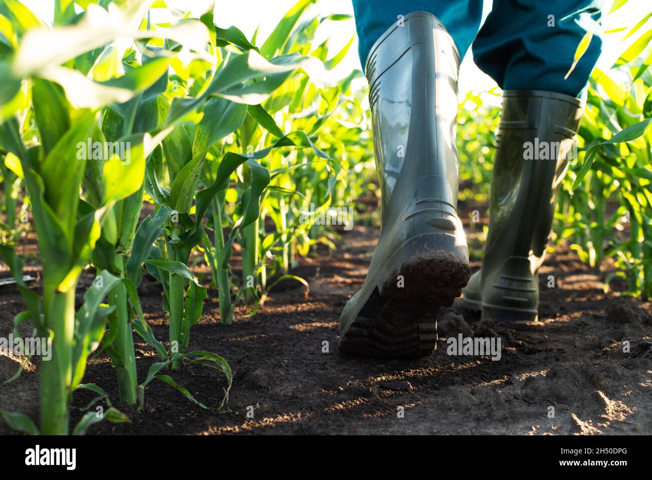 Vista ad angolo basso sui piedi dell'agricoltore in stivali di gomma che camminano lungo gli stocchi di mais Foto Stock