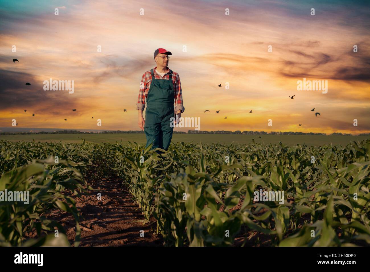 Caucasico medio età contadino camminare lungo gambi di mais in campi tempo di tramonto da qualche parte in Ucraina Foto Stock