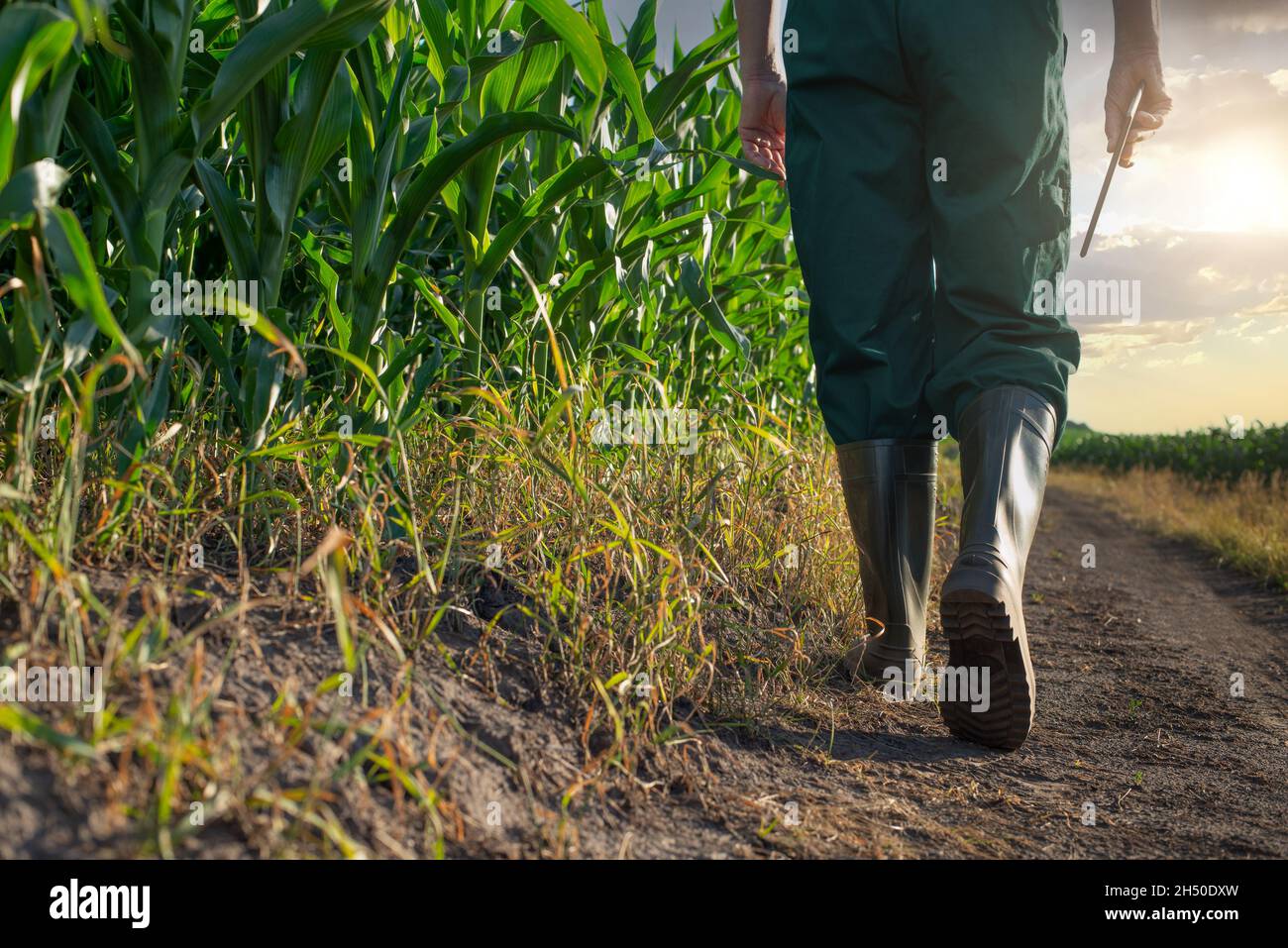 Il lavoratore di mais caucasico cammina lungo il campo di mais con il computer tablet nella sua mano tramonto tempo Foto Stock