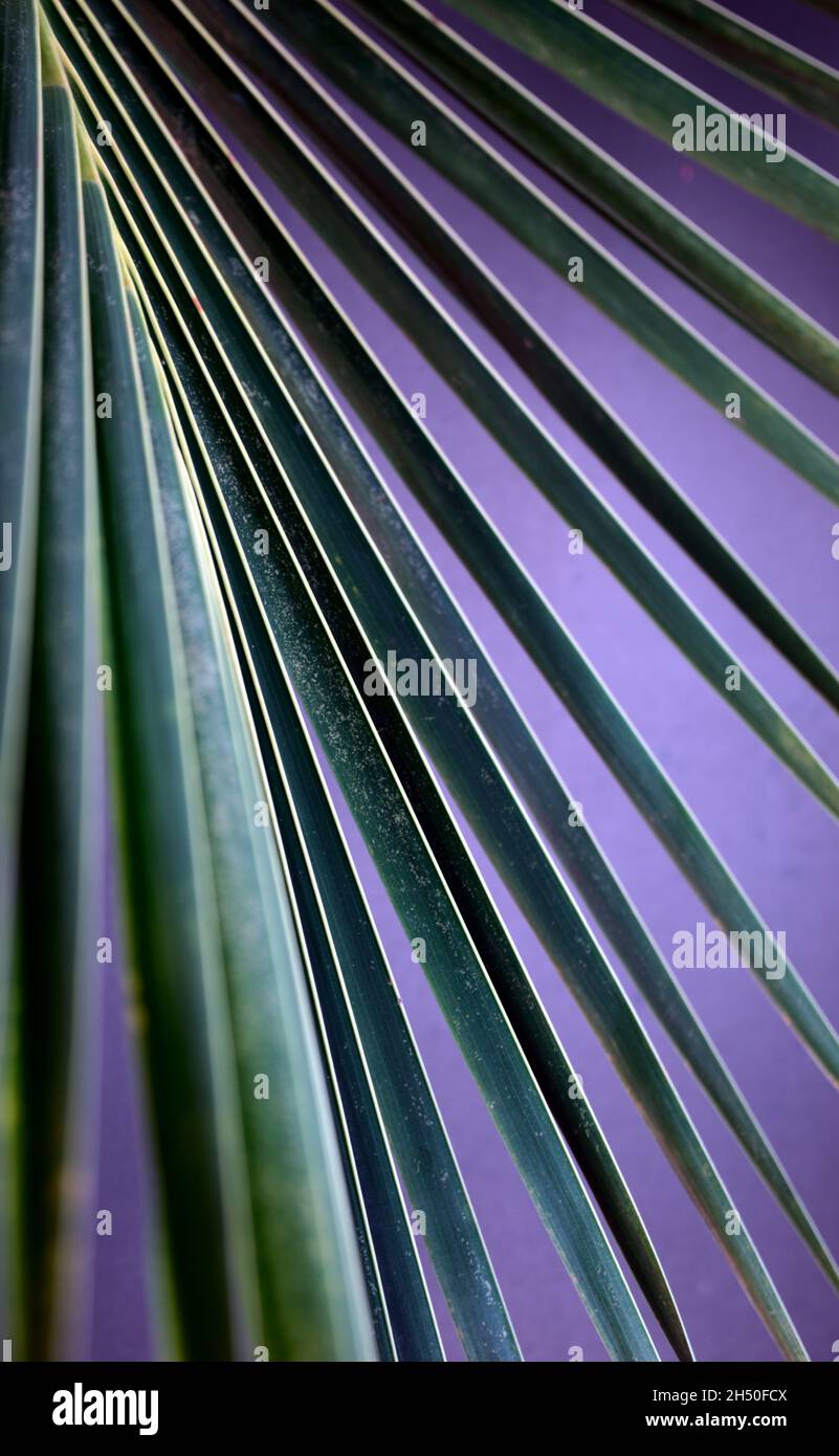Naturale organico verde cocco Grand fan foglia di palma trama astratto su  sfondo blu viola Foto stock - Alamy