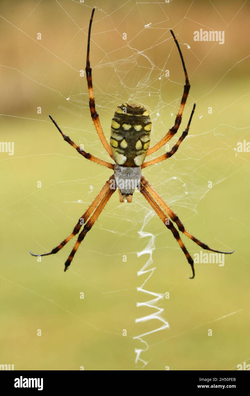 Bella Spider da giardino nero e giallo, Argiope aurantia, sul suo web Foto Stock
