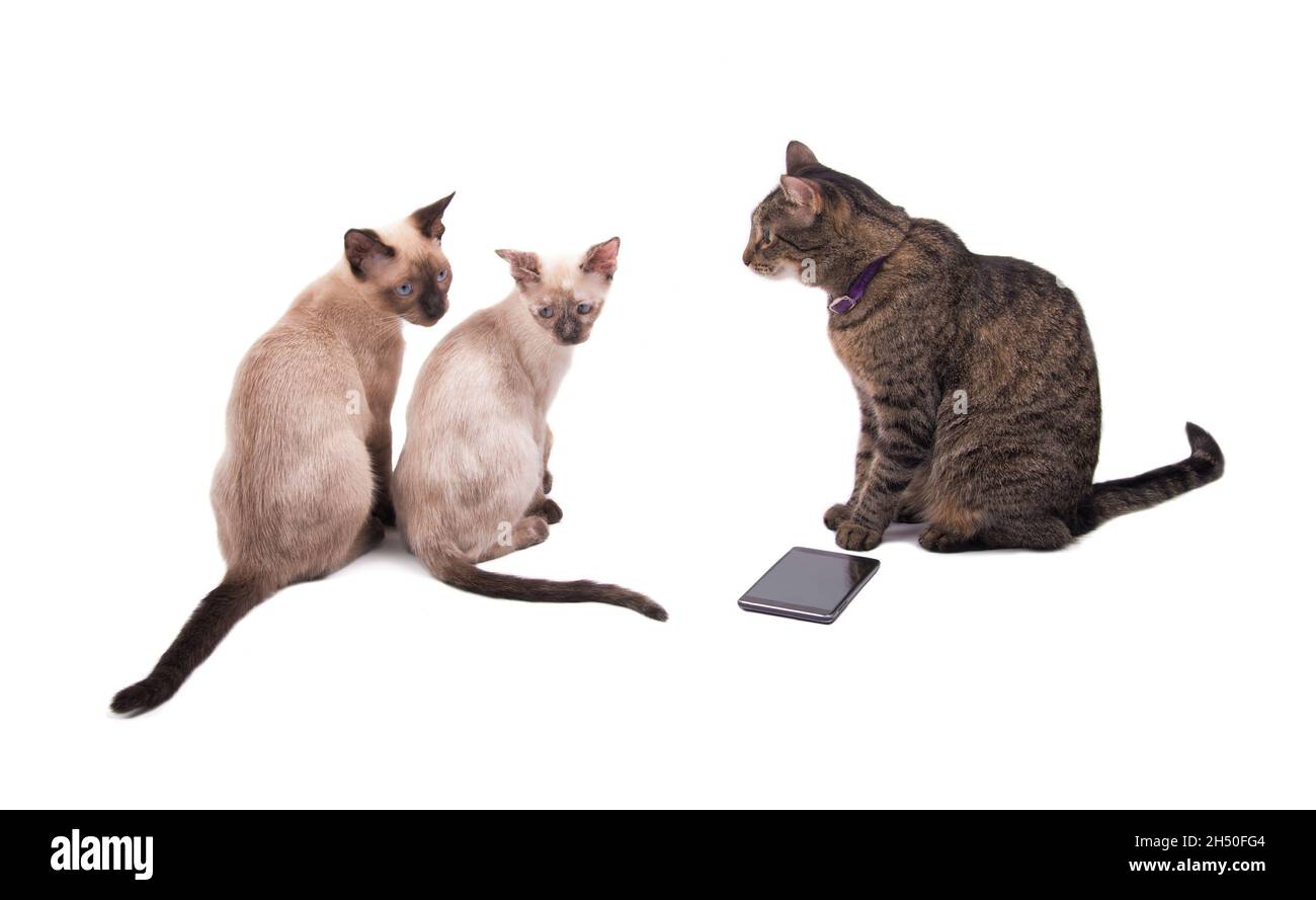 Gatto tabby con uno smartphone e due giovani gatti siamesi seduti davanti a lei Foto Stock