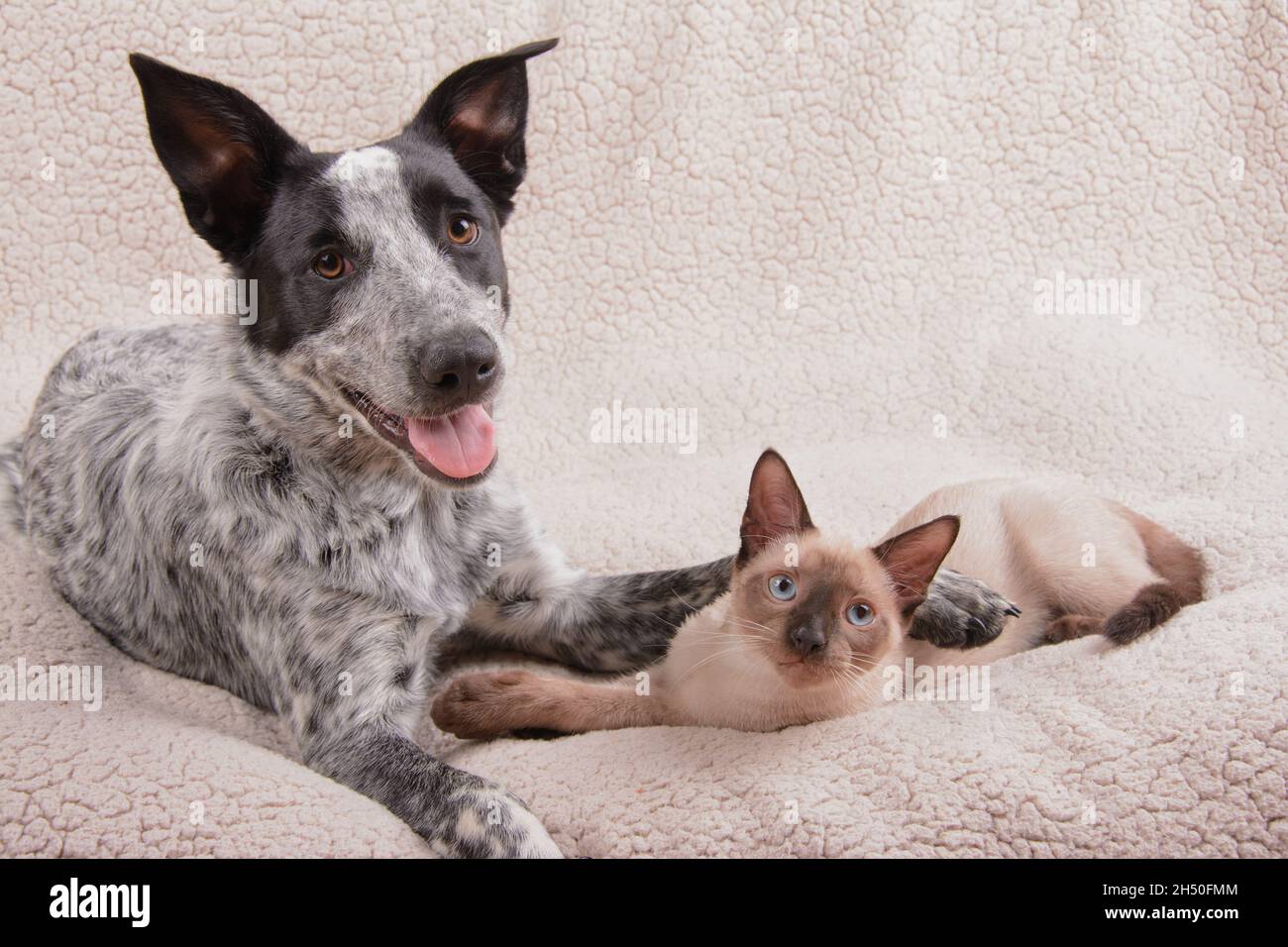 Giovane cane bianco e nero macchiato e un giovane gatto siamese che riposa su una coperta Foto Stock