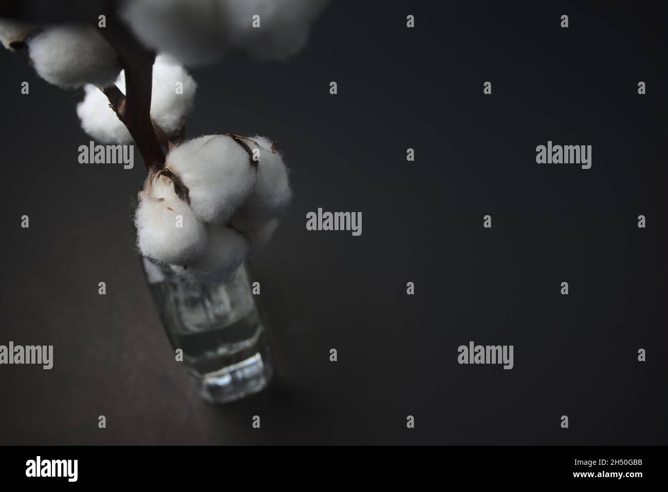 Gambo floreale in cotone su una bottiglia di vetro cristallo. Natura morta, arte raffinata, fotografia scura stile immagine. Scatto ad angolo elevato. Foto Stock