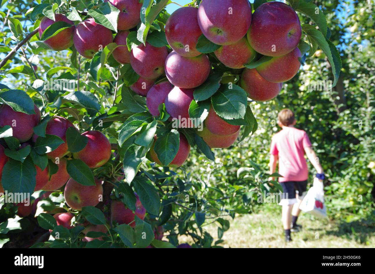 Giovane ragazzo mela raccolta in un frutteto di mele in una giornata di sole. Foto Stock