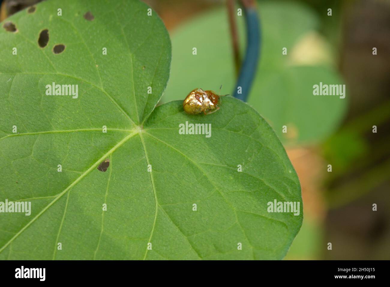 Coppia di scarabei dorati che si accoppiano su foglia verde della pianta di gloria del mattino Foto Stock