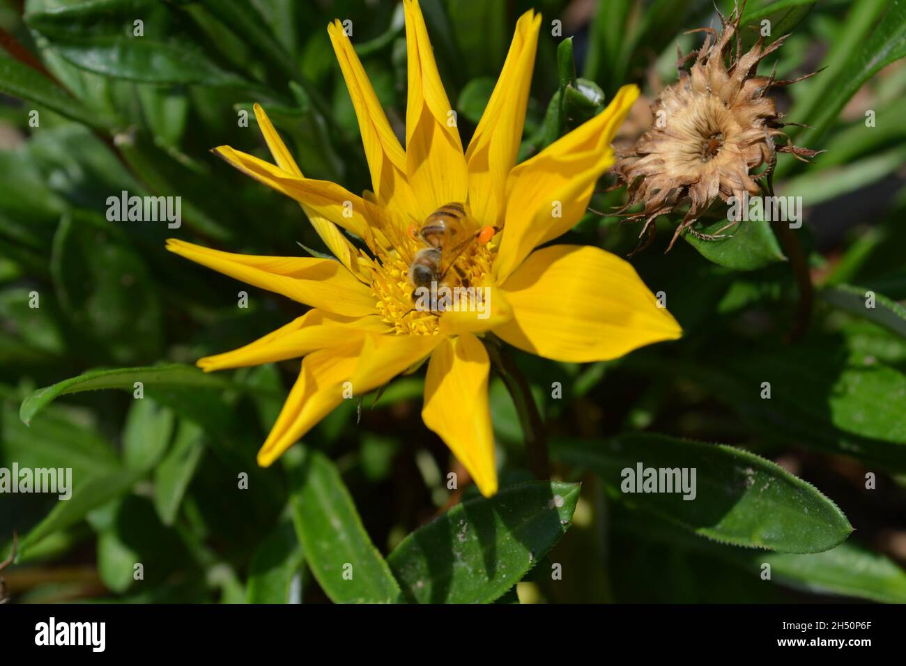 Fiore giallo. Un'ape sulla margarita. Foto Stock