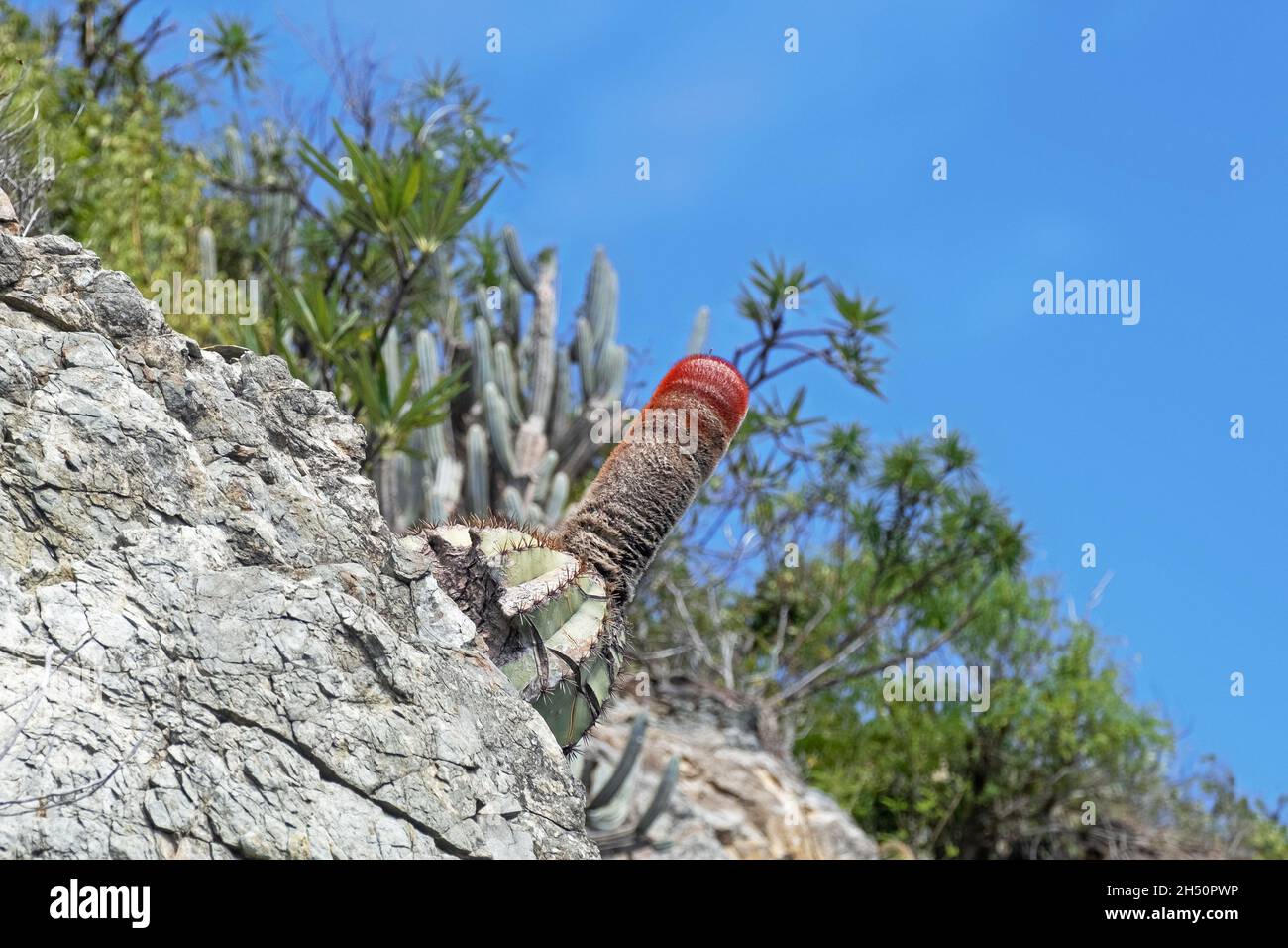 Cactus (Melocactus intortus) di Turk che mostra cefalio rosso, lana-rivestito, isola Tortola, Isole Vergini Britanniche, piccole Antille nei Caraibi Foto Stock