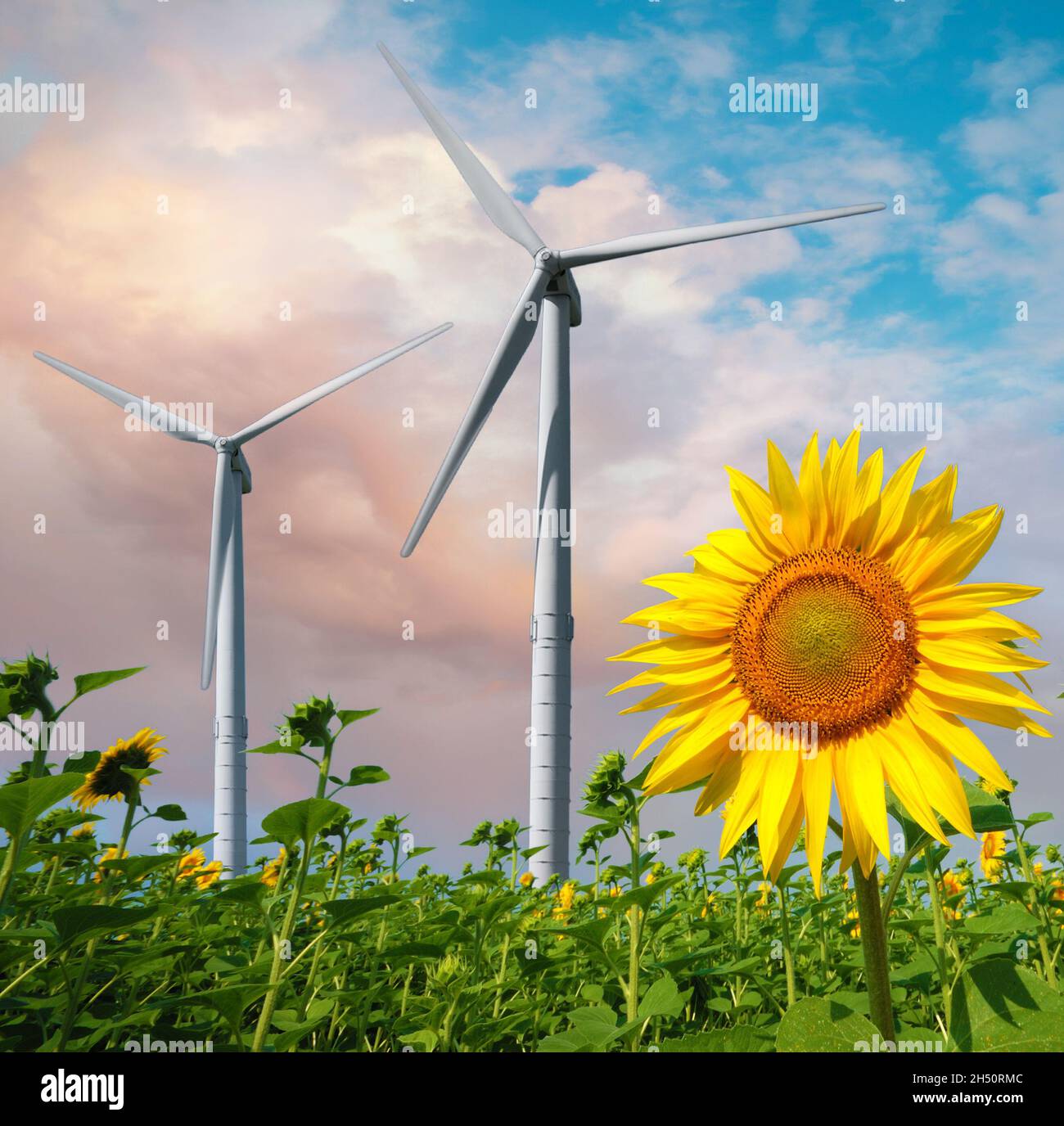 Turbine eoliche sotto cielo nuvoloso blu e campo di girasole Foto Stock