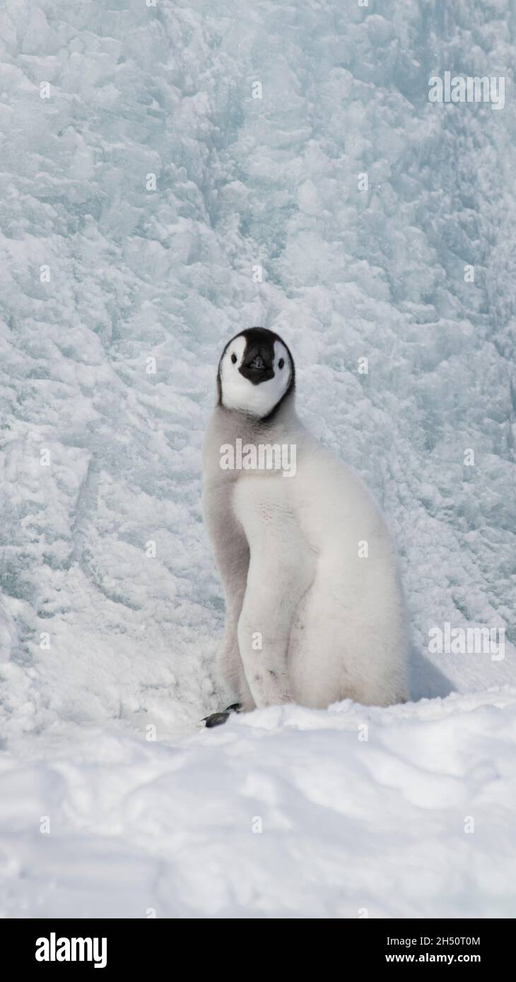 Pinguino imperatore pulcino sulla neve in Antartide Foto Stock