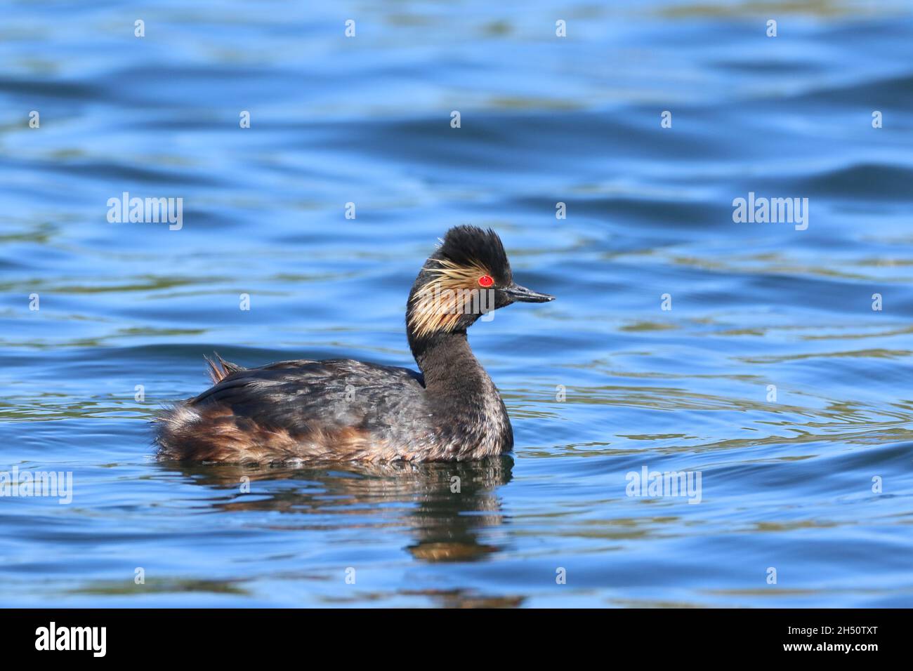verdino nero a collo in estate / piume d'allevamento che mostra belle piume dorate dietro l'occhio con la sua testa e il collo neri. Foto Stock