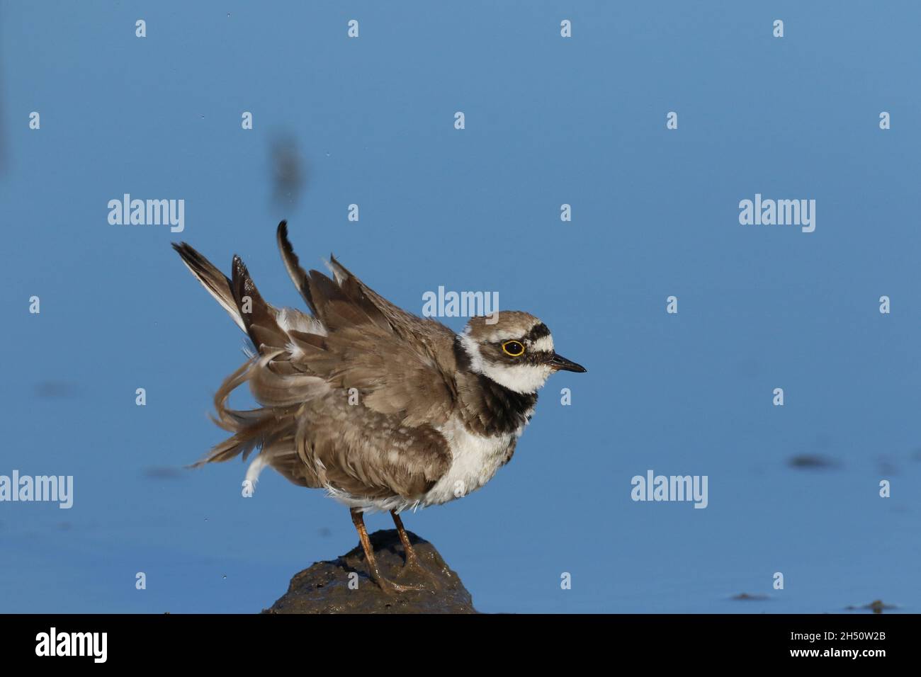 piccola aratura ad anello in un ambiente di un campo allagato sui margini fangosi dove si nutriva. Foto Stock