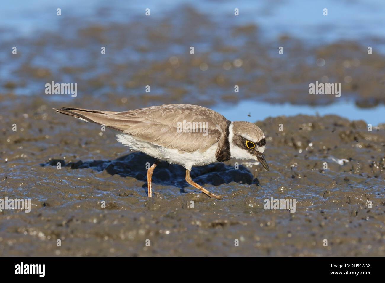 piccola aratura ad anello in un ambiente di un campo allagato sui margini fangosi dove si nutriva. Foto Stock