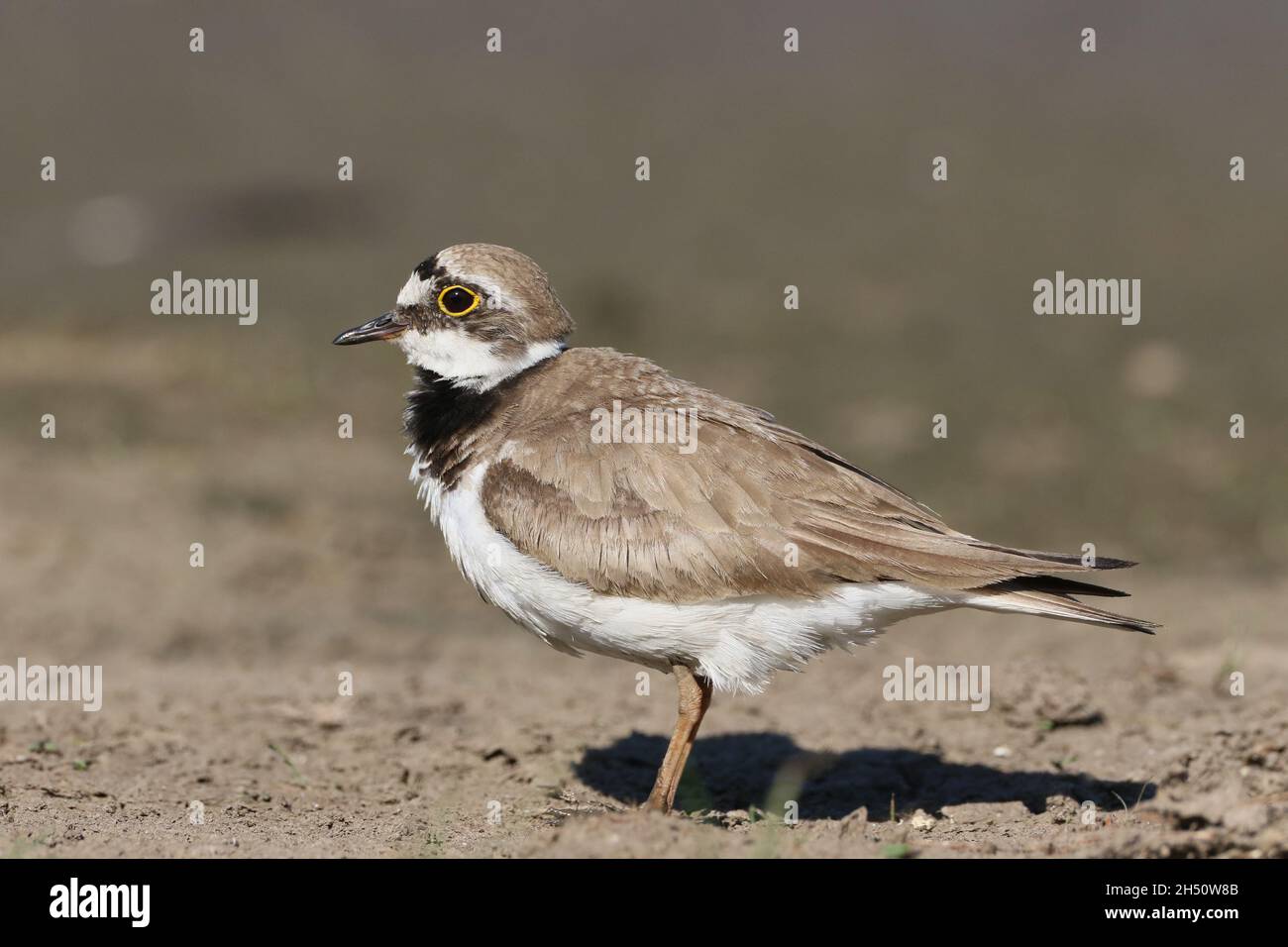 piccola aratura ad anello in un ambiente di un campo allagato sui margini fangosi dove si nutriva. Foto Stock