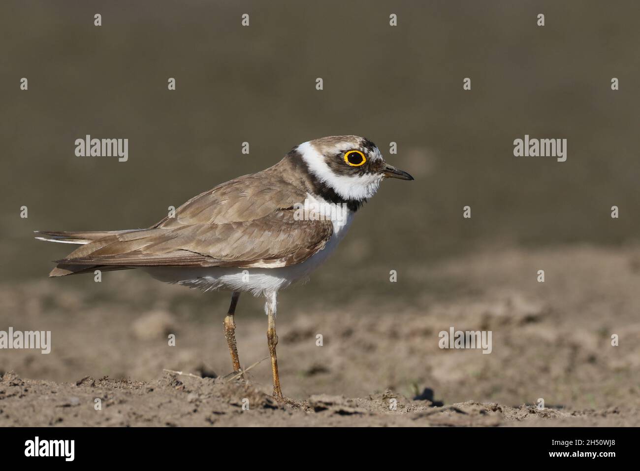 piccola aratura ad anello in un ambiente di un campo allagato sui margini fangosi dove si nutriva. Foto Stock