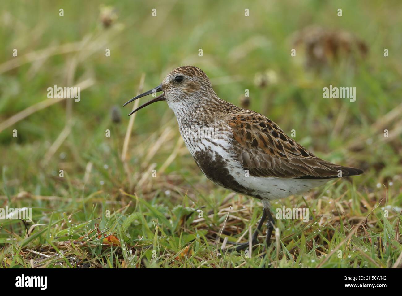 dunlin che invoca la prateria machair delle Ebridi esterne dove è una specie nidificante del suolo. Foto Stock