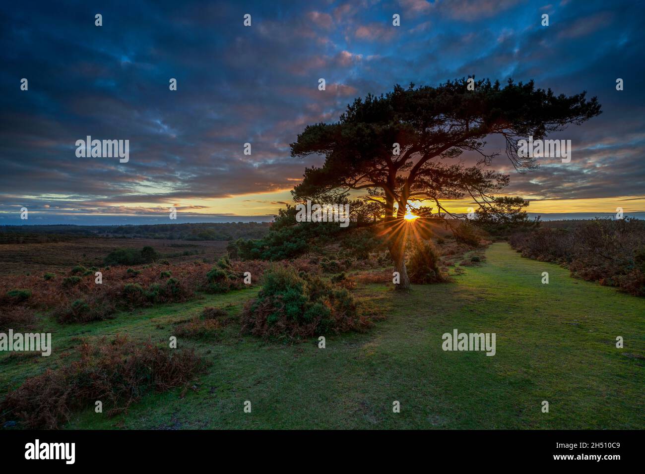 Tramonto su un pino solistico a Bratley View durante l'autunno nel New Forest National Park in Hampshire, Inghilterra, Regno Unito Foto Stock