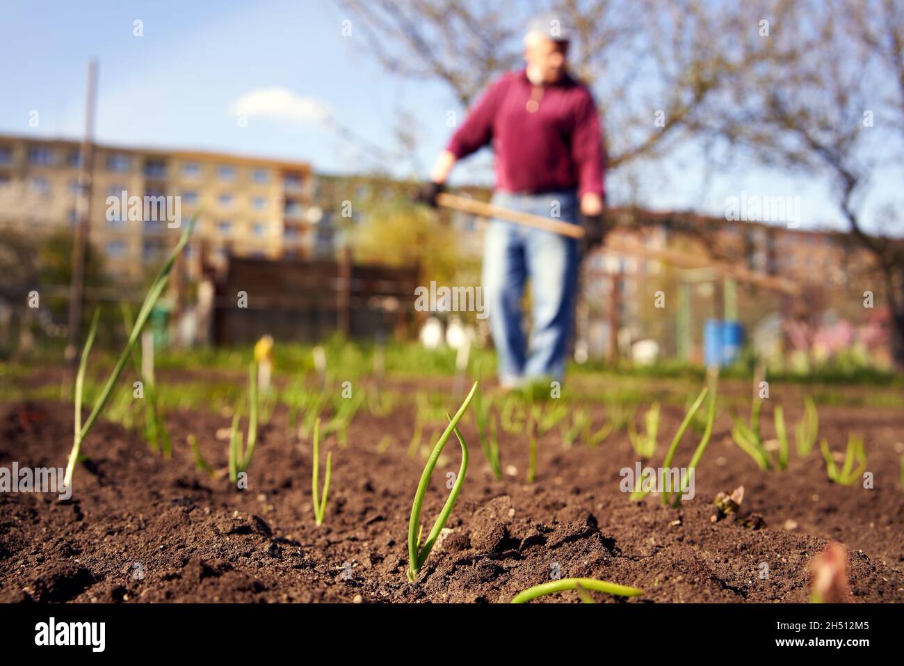 Giovani piante di cipolla che crescono all'aperto in un giardino, con un anziano che lavora in background Foto Stock