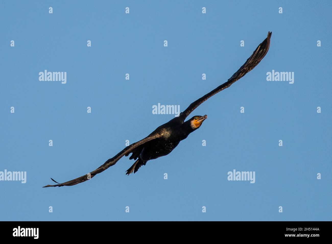 Un cormorano è visto volare durante una giornata autunnale Foto Stock