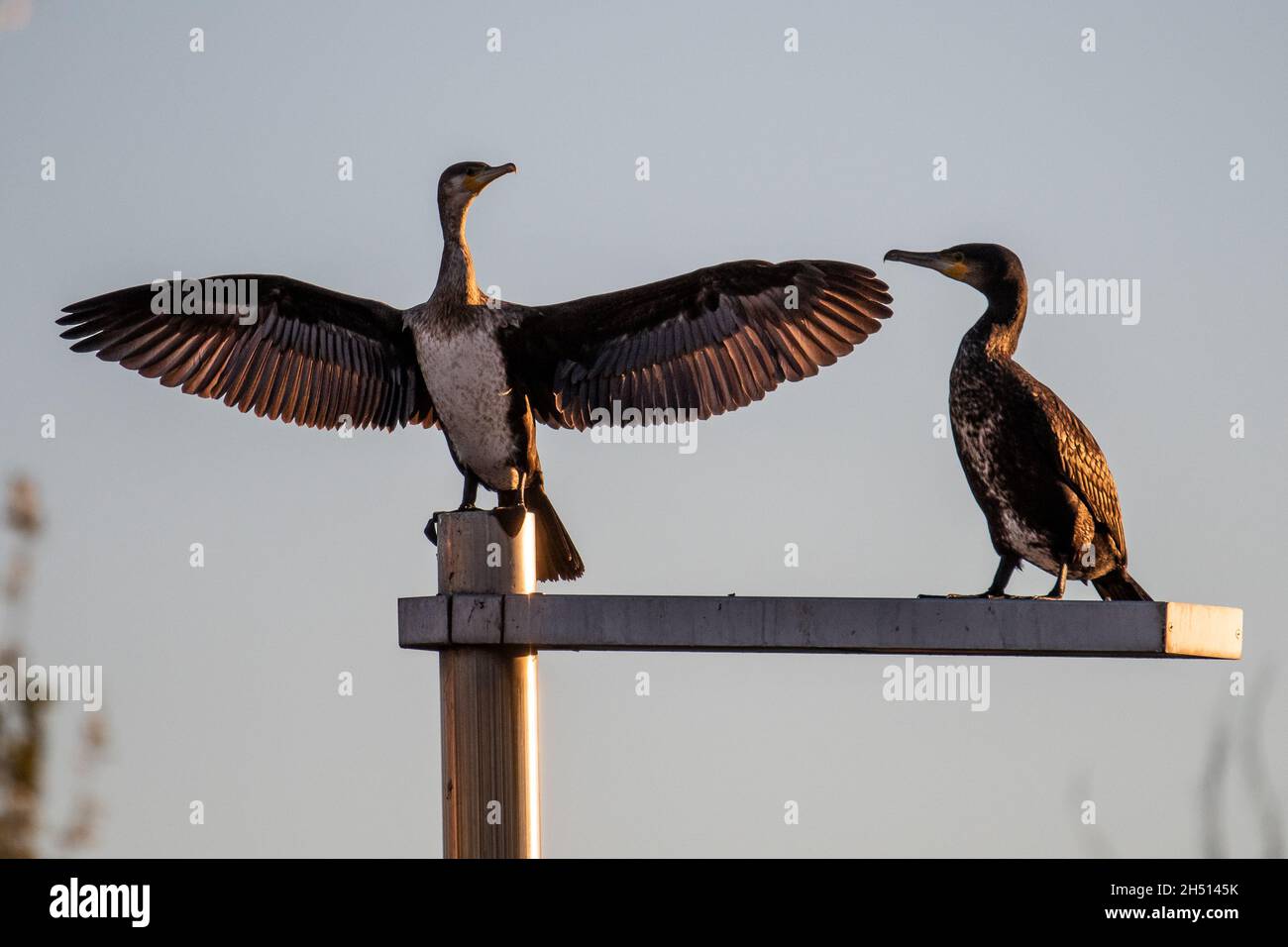 Due cormorani sono visti in cima ad un lampione durante una giornata autunnale Foto Stock